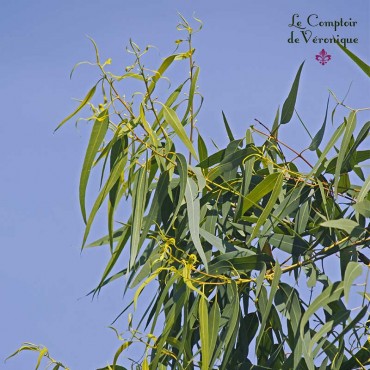 Tisane d'Eucalyptus Bio - Eucalyptus globulus - Feuille coupée en Vrac 100g