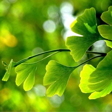 Ginkgo Biloba