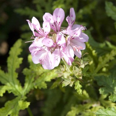 géranium rosat huile essentielle