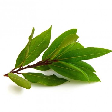 Laurier noble huile essentielle bio