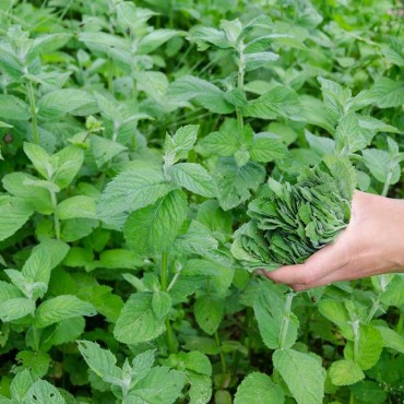 Huile essentielle de Menthe Nanah Bio - Chez Mamie, épicerie bio-vrac sans  emballage pour le zéro déchet