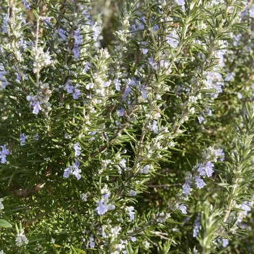 Romarin Camphré huile essentielle bio