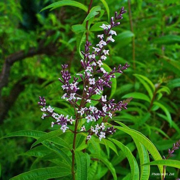 Verveine citronnée huile essentielle