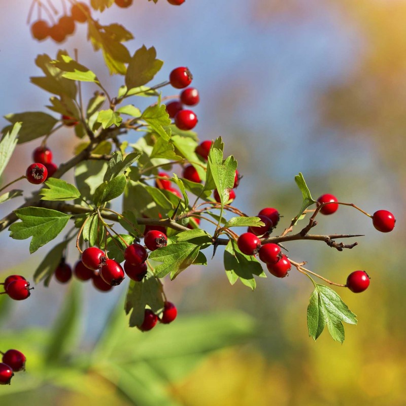 Aubépine fruit Bio