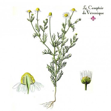 Camomille matricaire fleurs Bio