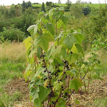 Cassis feuilles Bio