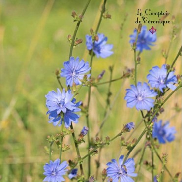 Chicorée - Racine coupée Bio