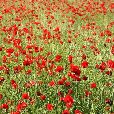 Coquelicot Fleurs Bio