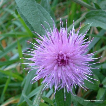 N° 04 - Centaurée / Centaury Fleur de Bach