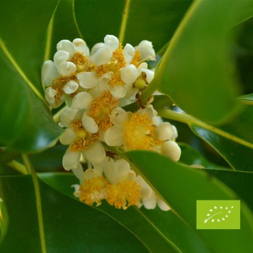 Huile végétale de Calophylle bio