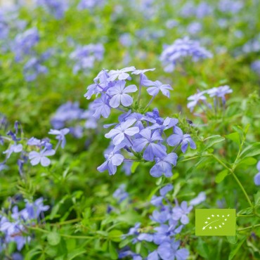 N°5 - Pumbago / Cerato Fleur de Bach bio