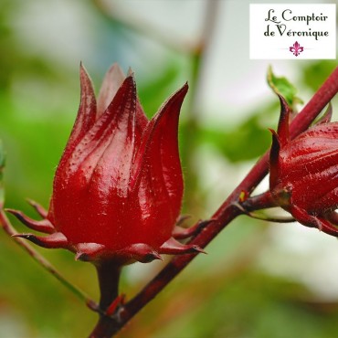 Fleurs d'Hibiscus séchées BIO* < Fleurs et Eaux Florales