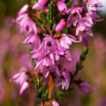 Bruyère fleurs Bio