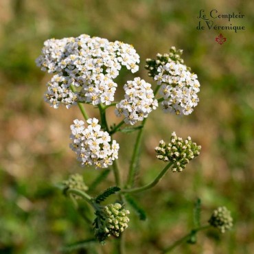 Achillée Millefeuille Sommités Bio