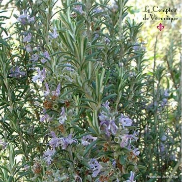 Romarin bio et Demeter – Rosmarinus officinalis