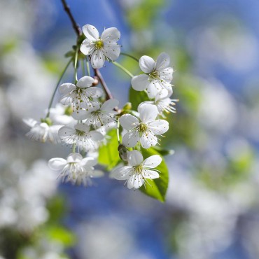 N°06 - Prunus / Cherry Plum Fleur de Bach