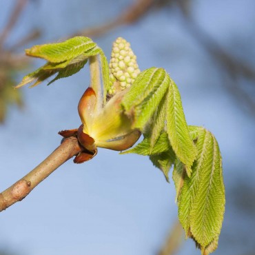 N°07 Bourgeons de marronniers / Chestnut Bud Fleur de Bach