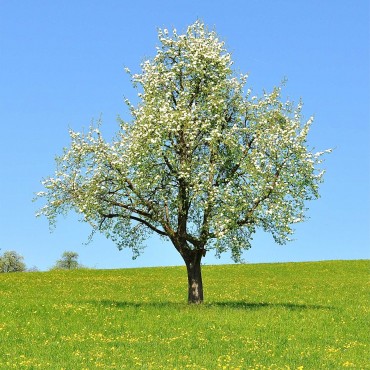 N°10 Pommier sauvage / Crab apple Fleur de Bach