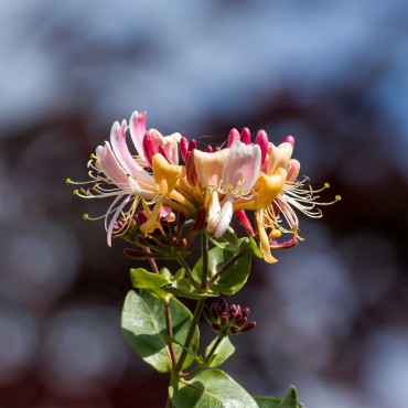 N°16 Chevrefeuille / Honeysuckle Fleur de Bach