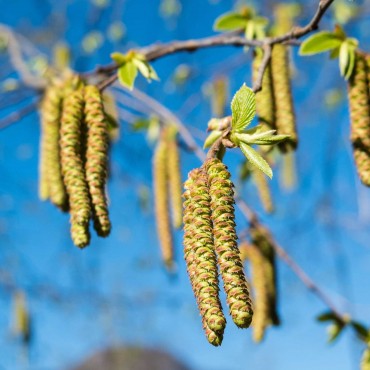 N°17 Charme / Hornbeam Fleur de Bach