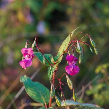 N°18 Impatience / Impatiens Fleur de Bach