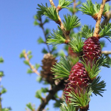 N°19 Mélèze / Larch Fleur de Bach