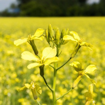 N°21 Moutarde / Mustard Fleur de Bach
