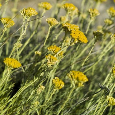 Eau florale d'helichryse bio