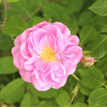 Eau florale de Rose de Damas bio