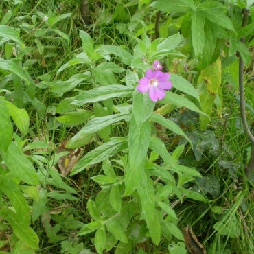 Épilobe à petite fleur Bio