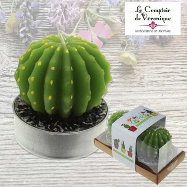 Lot de 2 bougies Cactus Echinopsis