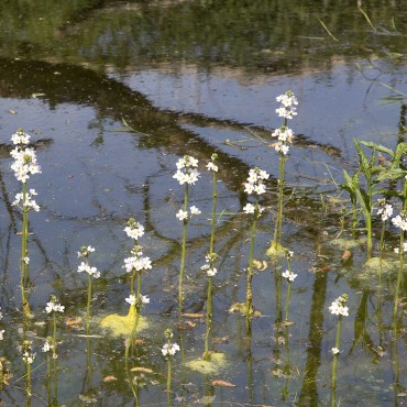 N°34 - Violette d'eau / Water Violet Fleur de Bach