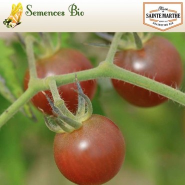 Tomate Black Cherry - semences bio