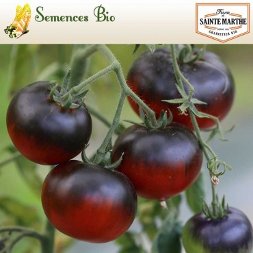 Tomate Bleue P20 - semences bio