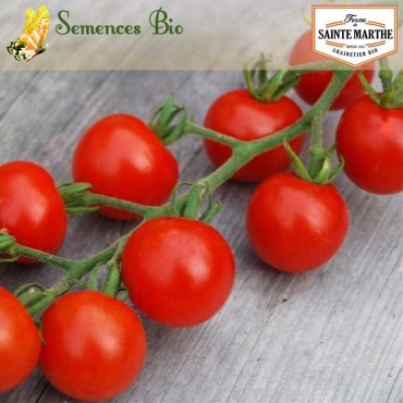 Tomate Gardener's Delight - semences bio