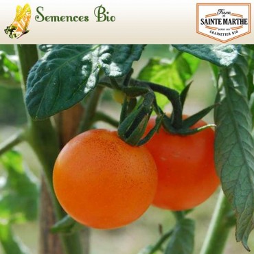 Tomate Orange Bourgoin - semences bio